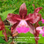 Orquídea 1011- C.Brabantiae X C. KerchoveanaX C.Nobile´s Wax Toy X C. Schilleriana adulta
