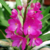 Orquídea Ascocentrum Ampullaceum - Planta Adulta - comprar online