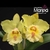 Orquídea Blc. Erin Kobayashi X Blc.Chunyeah 17 - Pré Adulta - comprar online