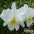 Orquídea Blc.Pastoral "Inocence"- Tam. 2 na internet