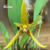 Orquídea Bulbophyllum Smitinandii hibrido -Tam.3 - Orquidário Maripá