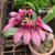 Bulbophyllum Eberhardtii - Pré -adulta