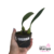 Bulbophyllum ( Louis Sander x Gutulatum) - Tam.2 - comprar online