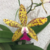 Orquídea C. Guttata X Slc. Jungle Green- Tam. 3