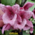 Orquídea Catasetum 204 - Pré-adulta