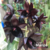 Orquídea 163 Catasetum FDK.Kelly Longley Black Flower - Pré-adulto - comprar online