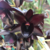 Orquídea 163 Catasetum FDK.Kelly Longley Black Flower - Tam.2