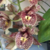 Orquídea Catasetum Louise Clark - Pré-adulta