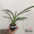 Orquídea Cymbidium 437 (Laranja)- Tam.3 - comprar online