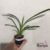 Orquídea Cymbidium 437 (Laranja)- Tam.2 - comprar online