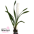 Orquídea Cymbidium Black Shower- Tam.3 - Produz Flores pendentes - comprar online
