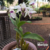 Orquidea Dendrobium Roy Tokunaga - Tam. 2 Florece em pouco tempo na internet