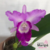 Orquídea Lc. City Cana - Pré-adulta