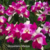 Orquídea Lc.Hausermann´s Firewings Pegasus cattleya flameada - Tam. 3