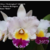 Orquidea MS 185- Lc.Mildred Rives X C.Nerto X Lc. Barbosa Rodrigues X Blc.Enid Moore Belle - Adulta
