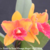 Orquídea MS 247 Lc.Trick Or Treat Orange Magic X Blc. Chyong Guu Chaffinch X Blc.Chunyeah 17 - Tam.2