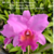 Orquídea MS 253- Lc.Floralia Triumph XLc. Yoshico Suzuki X C. Virginia Ruiz XBc.Pastoral Planta adulta