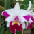 Orquídea MS 314-Lc. Mildred Rives XLc. Ecstasy XBlc. Empress Of Mercury XLc. Sheila Campton - Tam.2