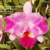 Orquídea MS 319 C.Ruth Gee Carmela XBlc.Empress Of Mercury X Lc.Sheila Compton -Préadulta