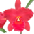 Orquídea MS 344- Blc.Owen Holmes Ponkan XBlc.Orange Show Clous Forest X Blc. Chunyeah 17- Tam. 3