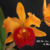 Orquídea MS 56 Lc. Crepe Suzette X Blc.Goldenzelle Planta adulta
