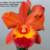 Orquidea (MS270)- Blc. Owen Holmes Ponkan X Blc. Orange Show Cloud Forest X Blc.Chunyeah 17- Tam.3