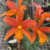 Orquídea (MS284) Lc. Trick Or Treat Orange Magic X Blc. Orange Show Cloud Forest- Tam.3