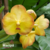 Orquídea Vanda Boonyarit Pastel- Adulta - Planta espetacular