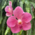 Orquídea Vanda Red Velvet- Planta adulta