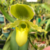 Orquídea Paphiopedilum Primulinum Raridade- Adulta