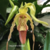 Orquídea Phragmipedium Caudatum Var. Giganteum - Pré adulta na internet