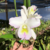 Orquídea Blc. Pastoral Alba x Blc. Pastoral Aniel Carnier - Pré Adulta - comprar online
