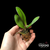 Kit com 3 Phalaenopsis Tam. 2 - comprar online