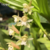 Orquídea Pholidota Chinensis- Adulta - comprar online