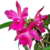Orquídea Pot Helia Biani Ferreira - Pré-adulta