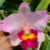 Orquídea Pot. Marie Little Angel Vick- Pré adulta - Orquidário Maripá