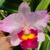 Orquídea Pot. Marie Little Angel Vick- adulta - Orquidário Maripá