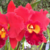 Orquídea Potinara Red Crab Kuan Miao - Tam. 3 - comprar online