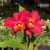 Orquídea Pot. Sally Taylor Red X Blc.Owen Holmes Powkan flor de porte grande - Tam.3 - comprar online