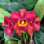Orquídea Pot. Sally Taylor Red X Blc.Owen Holmes Powkan flor de porte grande - Tam.3