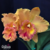 Orquídea Pot. Spanish "Eyes" planta espetacular muito apreciada - Tam.2 - comprar online