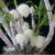 Dendrobium Purpureum Albo orquidea exótica bola de flores - Tam.2 - Orquidário Maripá