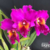 Orquidea Blc. Raye Holmes Newberry flores grandes e perfumadas Tam.1