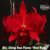 Orquídea Blc. Ching Hua Flame ''Red Rose'' - Tam.1
