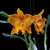 Orquídea Rlc. Suvarnabhumi Delight- Tam. 3