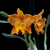 Orquídea Rlc. Suvarnabhumi Delight- Tam. 2