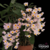 Dendrobium Rosy Cluster - Pré adulta