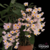 Dendrobium Rosy Cluster - Tam.2