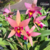 Orquídea Laelia Santa Barbara Sunset Tam.3 clone cattleya a rainha das flores especial para colecionar