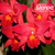Orquídea Slc. Jewell Box Sherazade (587)- Tam.3
